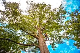 Professional Tree Removal in Kraemer, LA