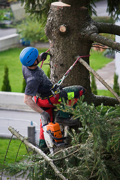 Best Leaf Removal  in Kraemer, LA